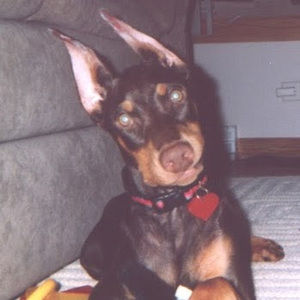 Meet your Posher, Julie